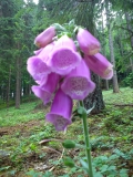 Kwiaty_Mucharz_126.jpg